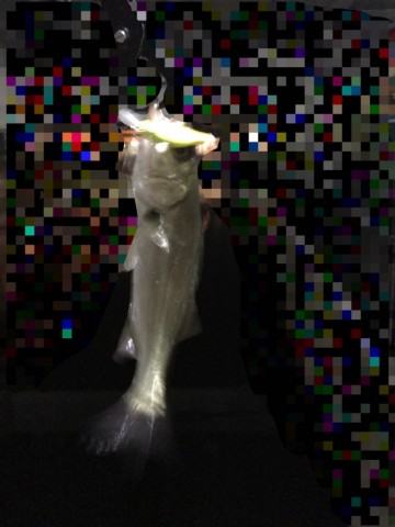 pkw5i7p53fs5xjzbzymn_480_480-3823c85e.jpg