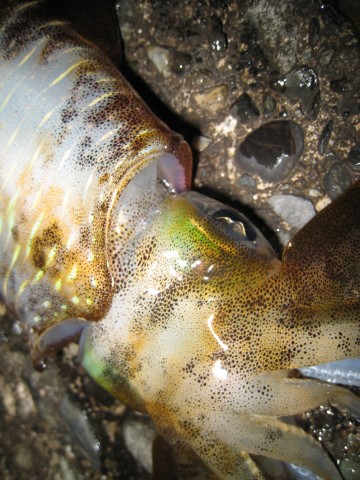 pm3o5azvvsn3bugj9yct_480_480-3c244536.jpg