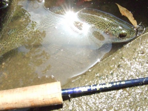 pmccuefu5e8wp3hcyur2_480_480-4c9c8119.jpg