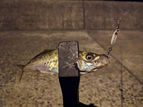 pnjnrmpupypaynnveyi7_480_480-a824304e.jpg