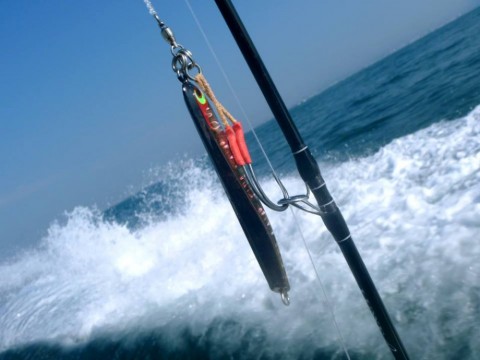 pnsnd3b8efvghsr35f38_480_480-c012d776.jpg