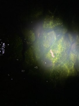 pnssn37bp7nrgvdn8dkp_361_480-eea47e71.jpg