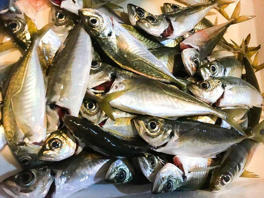 Action 真冬のアジングで入れ食い爆発 アジの巣 発見