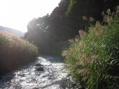 pnwdextjjpibd62suum3_480_480-05a68e86.jpg