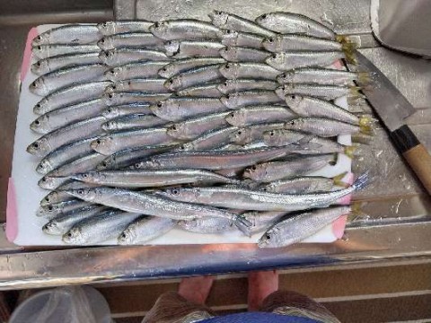 pofen9eufor52uagi98h_480_480-31ab5d9d.jpg