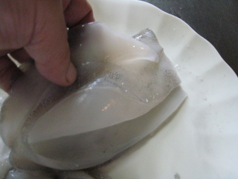 pop2rdde8ko5pzubjgfu_480_480-f2b04d21.jpg