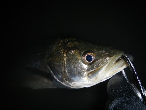 potogy9ji3vvd3yjpobh_480_480-9861b78d.jpg