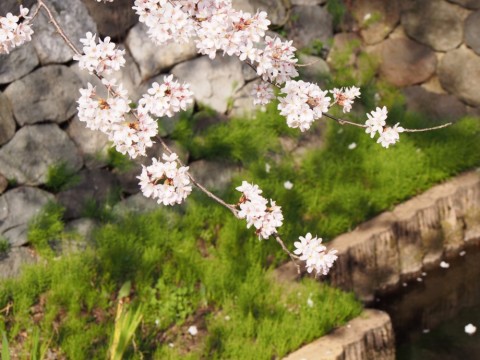 prb2fmesrkjgzd7sfec6_480_480-c2f7eb41.jpg