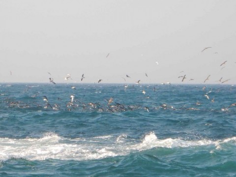 ps5een68fe3y4y2tidxe_480_360-af0d2902.jpg