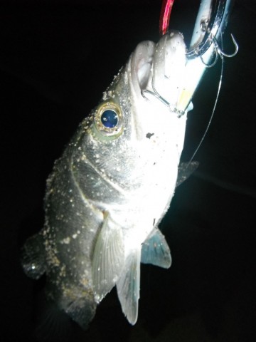 psnc6sxe6njx7y7ikuf2_480_480-549de03d.jpg