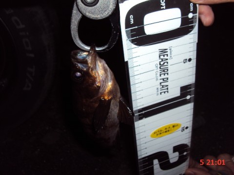 pt3vcty5gyutuvp67oaw_480_480-3266e2f5.jpg