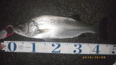 ptxneka8f87mzyxcf2bb_480_480-ef014846.jpg