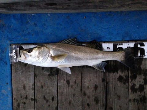 puhsbdpbenjhyfdftht3_480_480-cfc60088.jpg