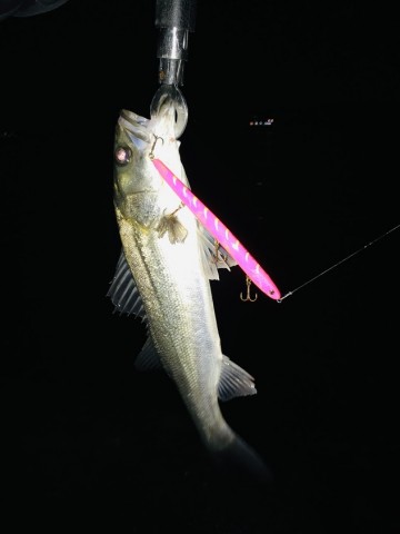 puib32s8kjbfdjcy5swt_480_480-2384674c.jpg