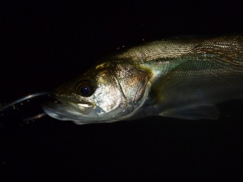 punusknn3jb7u4iwrju5_480_480-477996b8.jpg