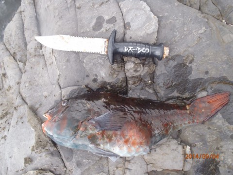 puovdjfj8iyscprpdgfz_480_480-0d697f70.jpg