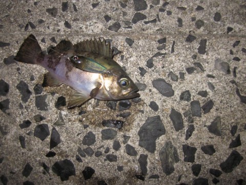 purvii6f2geywrauhxh3_480_480-e276f228.jpg