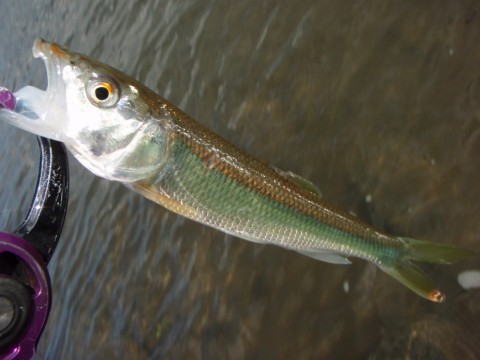 pus3xvioajrra63tzzhc_480_480-931b5867.jpg