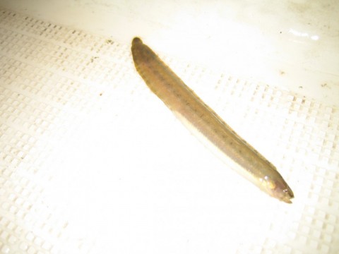 puvcoh3u43f7f6ydxdow_480_480-0fba989c.jpg