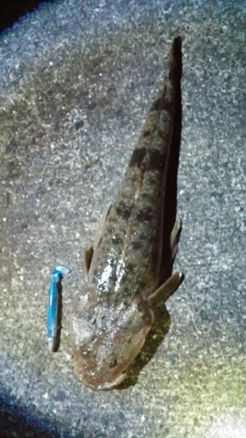 puzy7gc56cdcgs9s8k7g_518_920-8b9b09c2.jpg