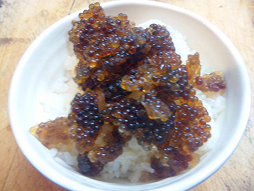 16 U3 ハタハタを食う