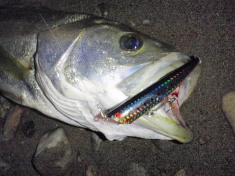 pw75k44nmpuxojrra6bx_480_480-8951103b.jpg