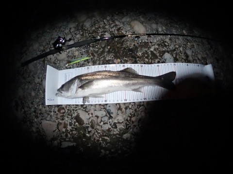 px4j7hioh4iwxovmpo6p_480_480-90807469.jpg