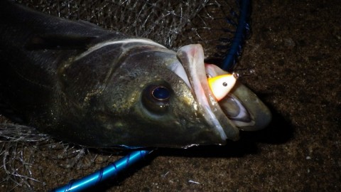 px5k32ovor49monfkwjw_480_480-4753fc46.jpg