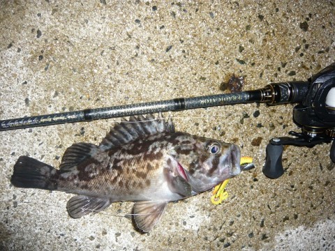 pxg98ycfof2pz9ci6668_480_480-e93c5bc7.jpg