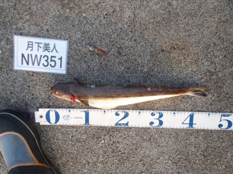 pxgw4snyagofikyxy55m_480_480-8c835d1a.jpg