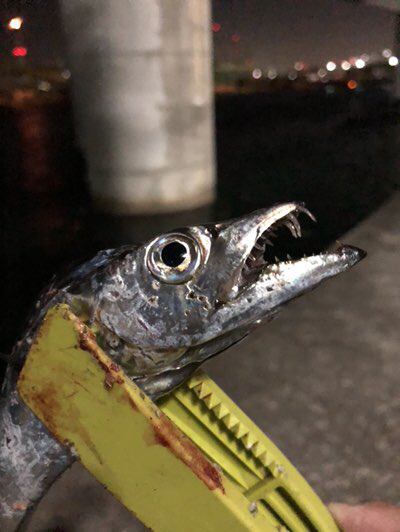 ブログ 高師浜でタチウオ釣り