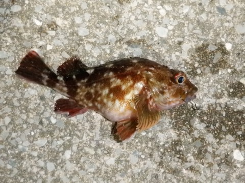 py2jjo7midjmrnuvs3mr_480_480-8ccd4930.jpg