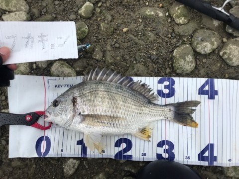 pyduciaoa378yjpr4o9w_480_480-8b1d708e.jpg