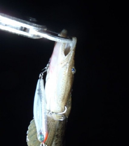 pyfznnkiuj358uidb5kz_480_480-e3122e44.jpg