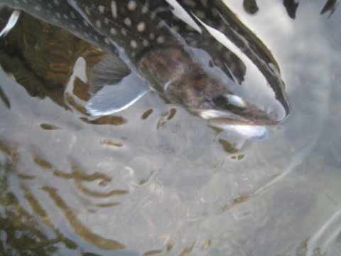pyty8j8pmyw48oy7f292_480_480-47780f12.jpg