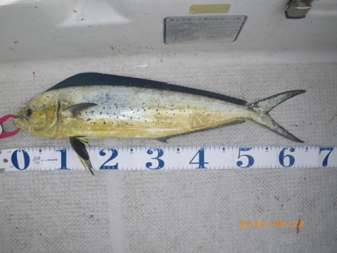 pzm3na652xvwxs42hjro_480_480-fdad11b1.jpg