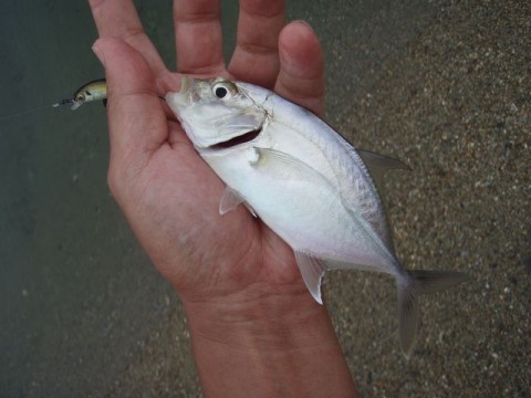 pzzf34ezpbu5rhc26sd2_480_480-504d3022.jpg