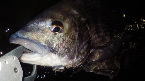r39punfak3jtecdfr2zx_480_480-2e59703a.jpg