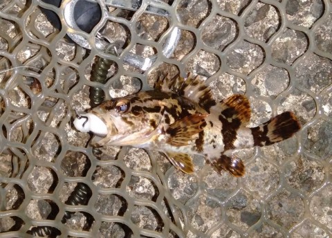 タケノコ 12センチ