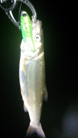 r43vc6izawkbmjrax72m_480_480-c32841cc.jpg