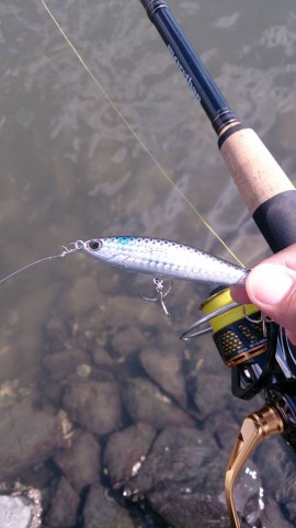 r53idwic3bvj2t3w8kzs_480_480-f72da689.jpg