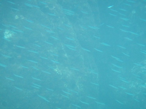 r5bgfvw582frtawivm58_480_480-3209becf.jpg