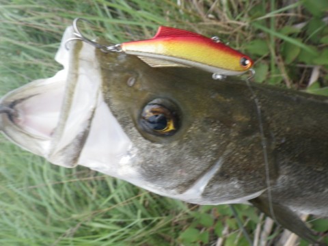r5fesj6re3eg5pgfio6p_480_480-0fd29e57.jpg