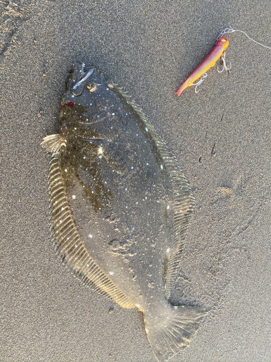 釣りの家の記録 ヒラメ１ソゲ２でした