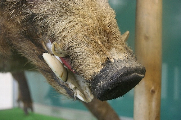 イノシシの牙・下顎