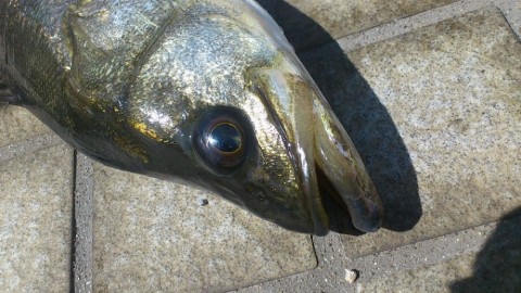 r65niebnnzdy7paiccvr_920_518-e576586b.jpg