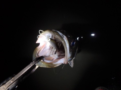 r6a7kpszrjt644hzfrhy_920_690-5750a9b0.jpg