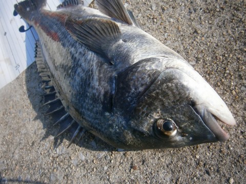 r6sbtu27twgvadjaknjh_480_480-b6df6472.jpg