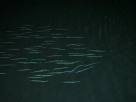 r74kar8pktm73uas8pew_640_480-3b88ed63.jpg