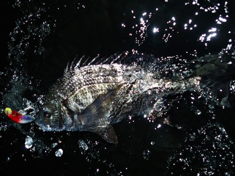 r7i7bu48yphzpdspxfn4_480_480-0906a953.jpg
